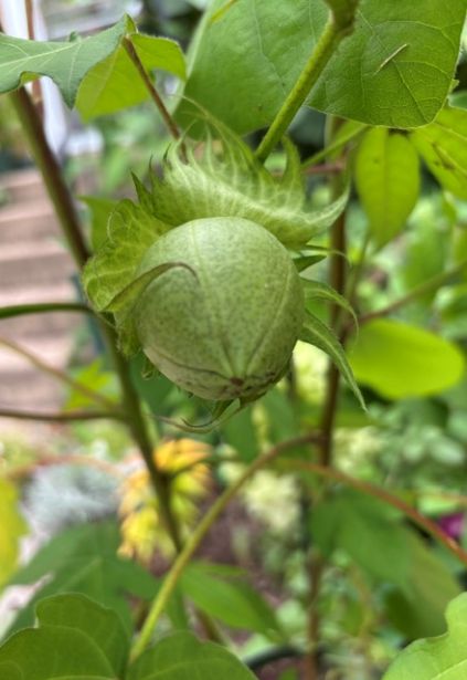 cotton boll s.jpg